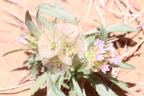 Lomelosia stellata image