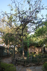 Schotia brachypetala