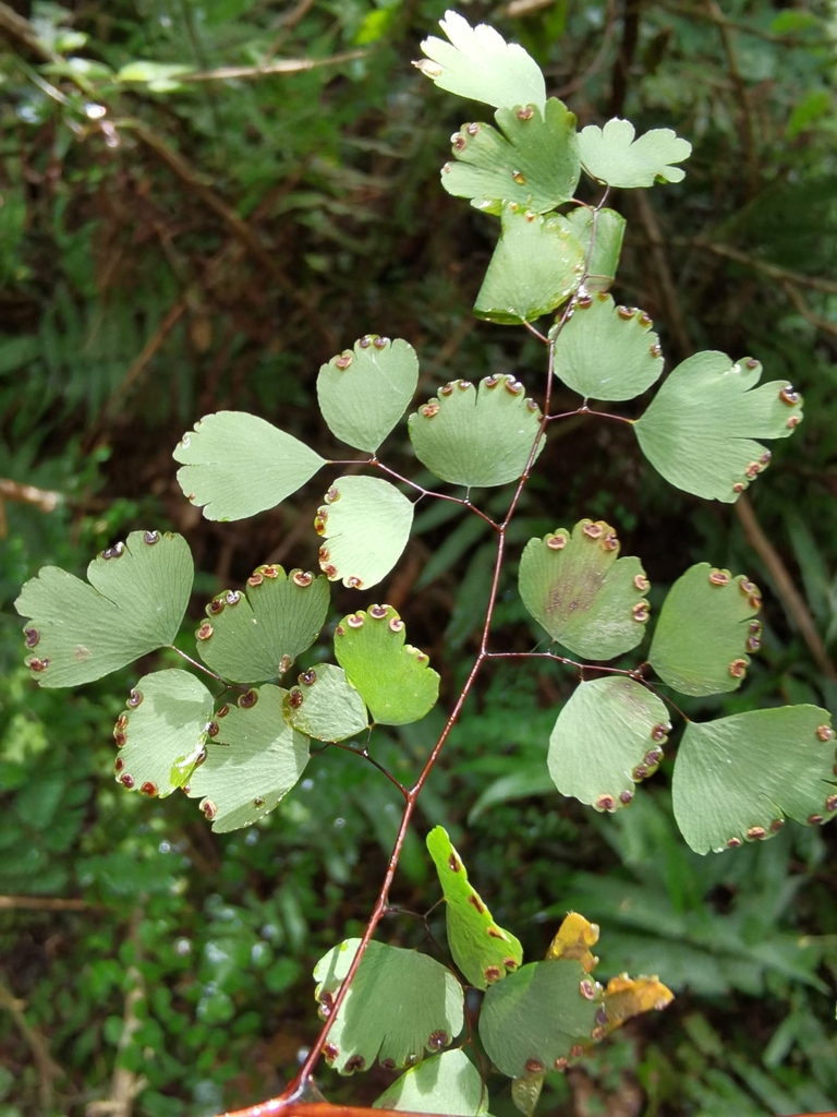 Adiantum pseudotinctum