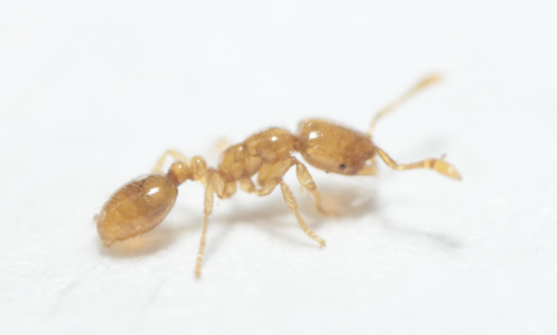 Solenopsis jacoti