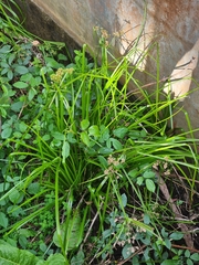 Cyperus eragrostis image