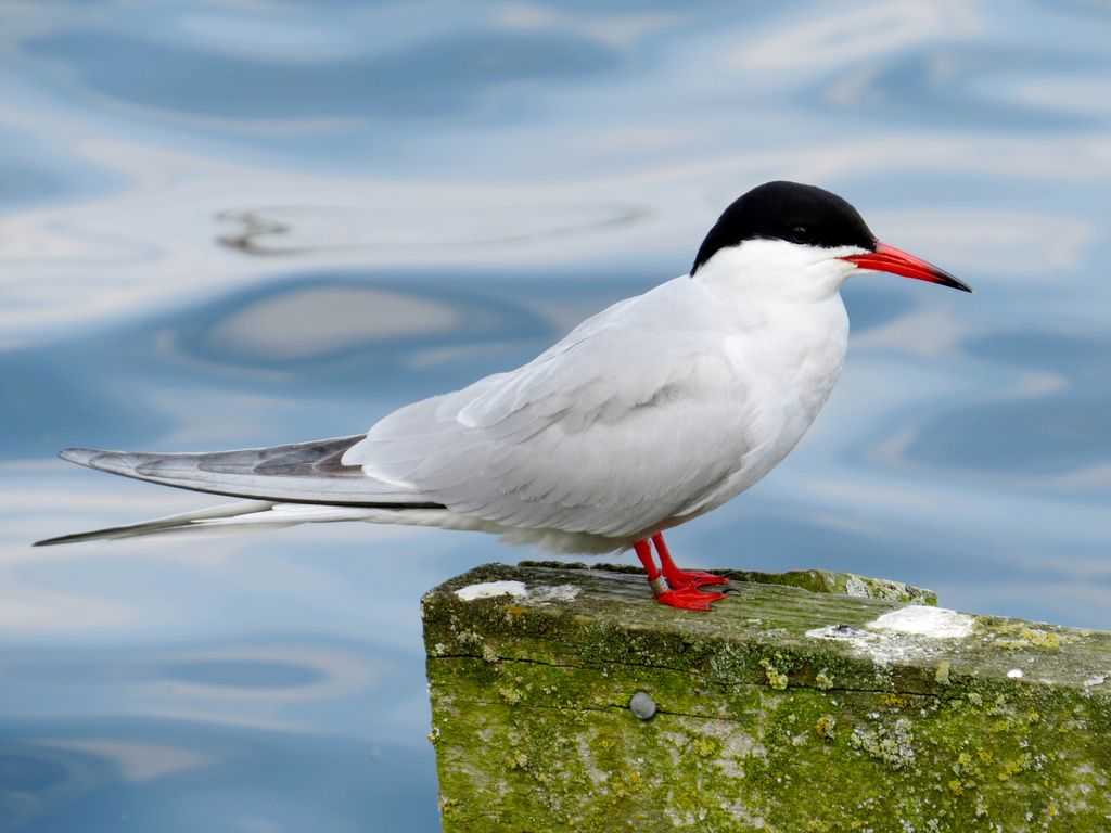 Fluss-Seeschwalbe (Madeira Birds - Wasservögel) · iNaturalist