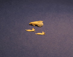 Crocidura suaveolens