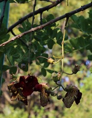 Kigelia africana africana