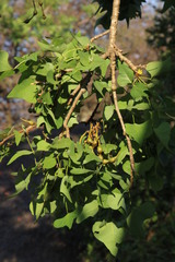 Erythrina lysistemon
