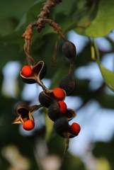 Erythrina lysistemon