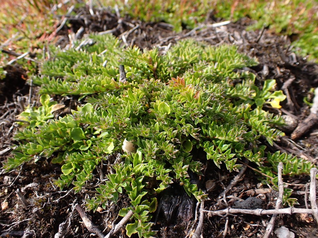 Rhytidosporum inconspicuum