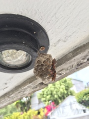 Polistes weyrauchorum