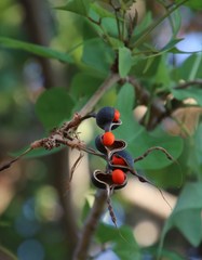 Erythrina lysistemon