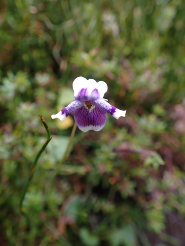 Image of Viola eminens by (c) Nina Kerr, some rights reserved (CC BY)