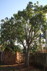 Erythrina lysistemon