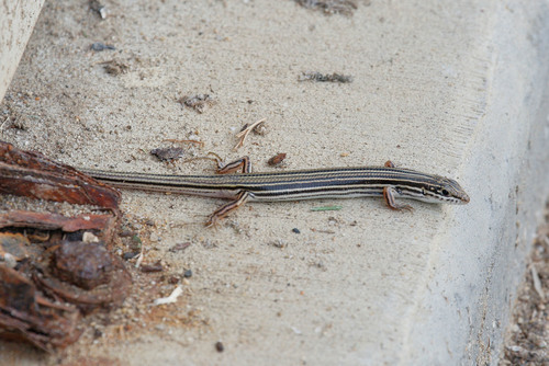 Ctenotus taeniolatus