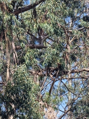 Eucalyptus globulus image