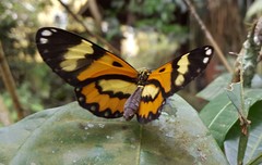 Placidina euryanassa