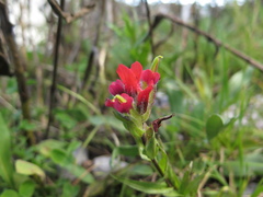 Castilleja scorzonerifolia