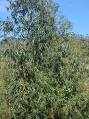 Eucalyptus globulus image