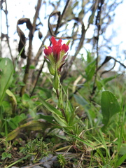 Castilleja scorzonerifolia