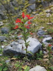 Castilleja scorzonerifolia
