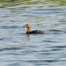 North Philippine Little Grebe - Photo (c) engelbertwaldmann, some rights reserved (CC BY-NC)