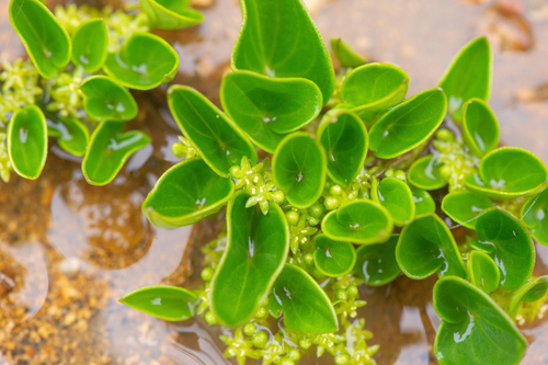 Dioscorea perdicum