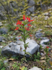 Castilleja scorzonerifolia