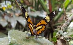 Placidina euryanassa