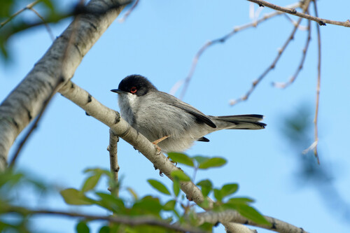 Curruca cabecinegra (Curruca melanocephala)