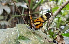 Placidina euryanassa