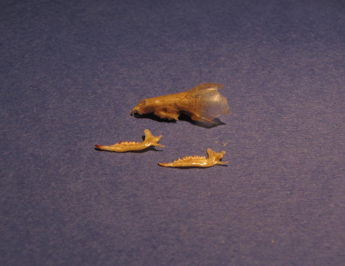 Iberian Water Shrew