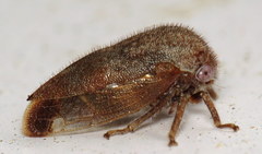 Ophiderma