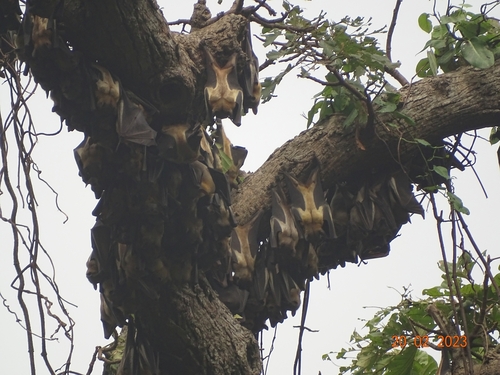 Straw-coloured Fruit Bat
