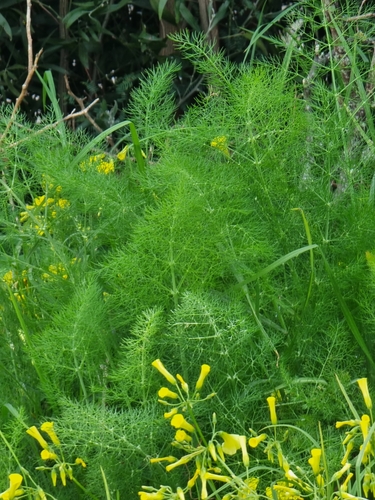 Anethum foeniculum image