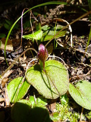 Corybas rivularis