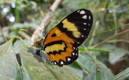 Pagyris euryanassa photo 3