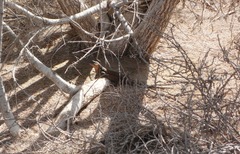Gallotia stehlini