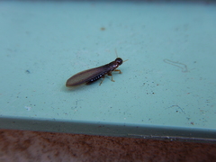 Kalotermes approximatus