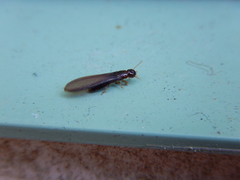 Kalotermes approximatus