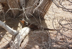 Gallotia stehlini