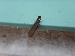 Kalotermes approximatus