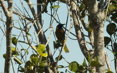 Icterus dominicensis