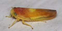 Colladonus setaceus
