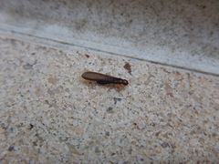 Kalotermes approximatus