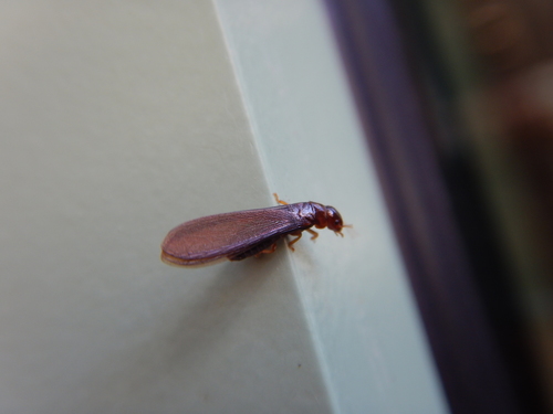 Dark Southern Drywood Termite