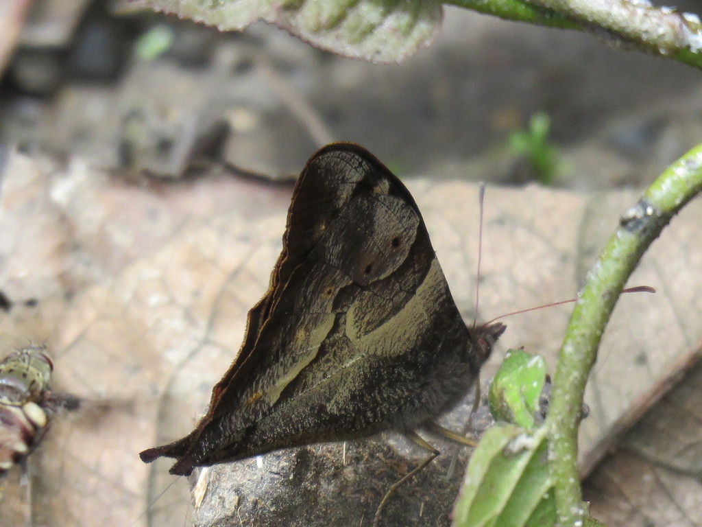 Corades cistene