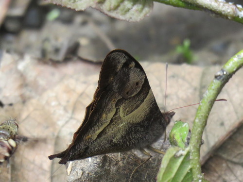 Corades cistene