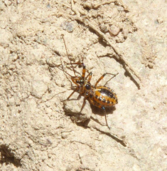 Rhynocoris iracundus