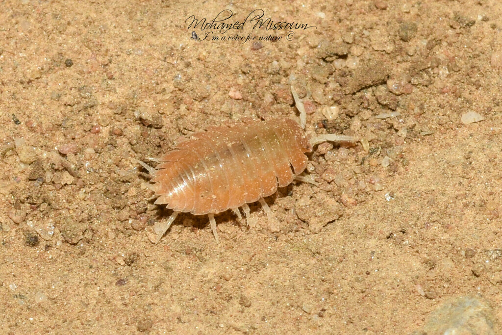 Lucasius myrmecophilus