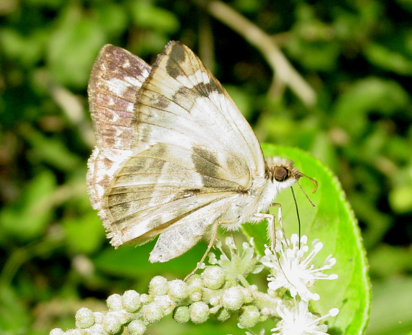 Heliopetes laviana