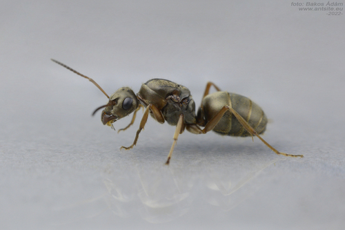Formica cinerea