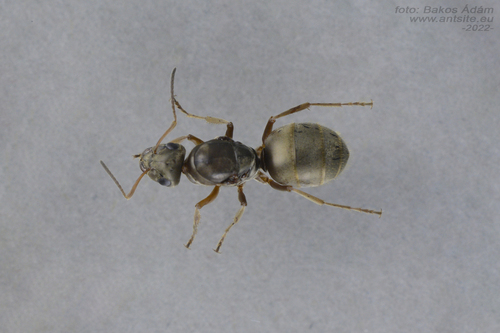 Formica cinerea